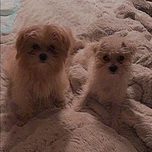 Meet your Posher, Payton